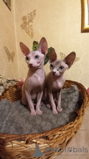 Photo №4. I will sell sphynx-katze in the city of White church. from nursery - price - 0$