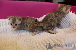 Photo №4. I will sell bengal cat in the city of Аугсбург. private announcement, from nursery - price - 423$