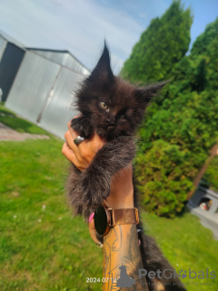 Photo №3. Maine coon kitten. Poland