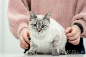 Additional photos: Thai cat Latifa in good hands