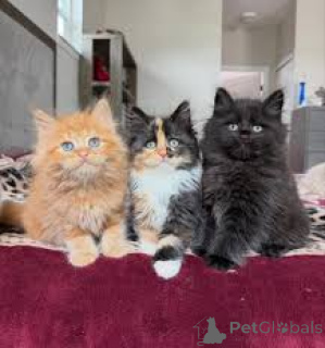Photo №1. siberian cat - for sale in the city of Antwerp | 500$ | Announcement № 172693