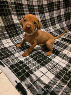 Photo №4. I will sell vizsla in the city of Hong Kong. private announcement - price - negotiated