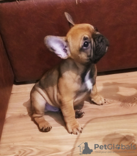 Additional photos: French bulldog puppies