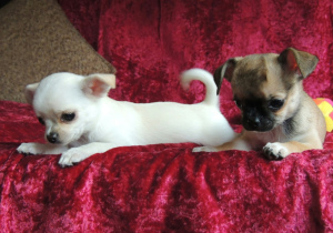 Photo №3. We offer for sale short-haired Chihuahua puppies. Russian Federation