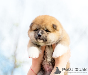 Photo №2 to announcement № 19420 for the sale of akita - buy in Belarus 