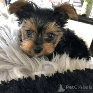 Photo №1. yorkshire terrier - for sale in the city of Ramstein-Miesenbach | 578$ | Announcement № 166050
