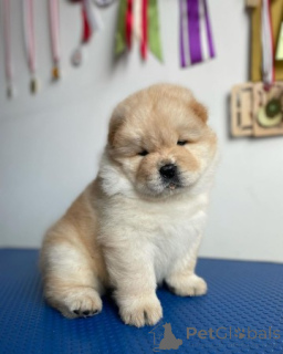 Photo №1. chow chow - for sale in the city of Agios Nikolaos | negotiated | Announcement № 170487