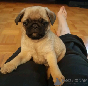 Photo №3. Pug puppies for adoption. Germany