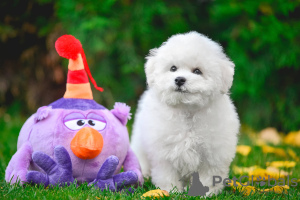 Photo №4. I will sell bichon frise in the city of Kharkov. from nursery - price - 2438$