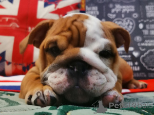 Photo №1. english bulldog - for sale in the city of Volgograd | 1066$ | Announcement № 7567