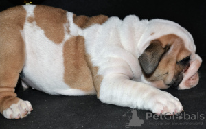 Additional photos: English bulldog