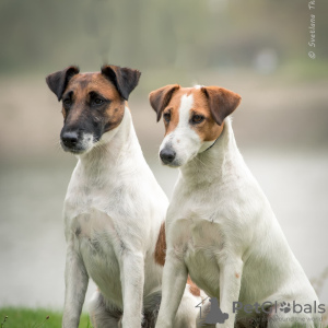 Photo №1. smooth fox terrier - for sale in the city of Kiev | negotiated | Announcement № 16731