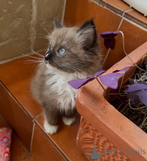 Photo №2 to announcement № 155557 for the sale of ragdoll - buy in Ireland private announcement
