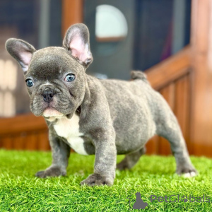 Photo №1. french bulldog - for sale in the city of Milan | negotiated | Announcement № 167207