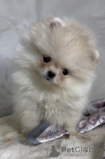 Photo №2 to announcement № 98299 for the sale of pomeranian - buy in Serbia 