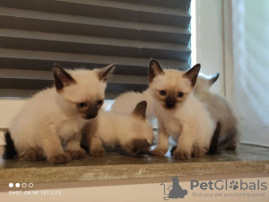 Photo №2 to announcement № 88507 for the sale of siamese cat - buy in Austria private announcement