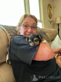 Photo №1. beaver yorkshire terrier - for sale in the city of Florida City | 800$ | Announcement № 167868