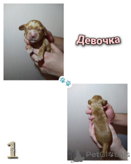 Photo №2 to announcement № 14093 for the sale of english cocker spaniel - buy in Russian Federation private announcement