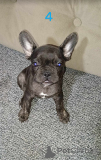 Additional photos: French bulldog puppies