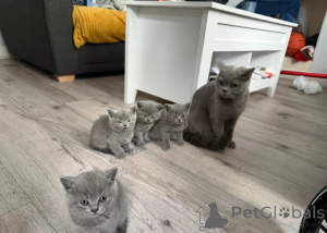 Photo №1. british shorthair - for sale in the city of Bertrand | 413$ | Announcement № 171968