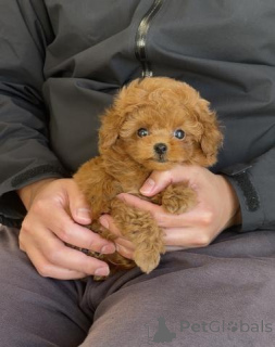 Photo №1. poodle (toy) - for sale in the city of Berlin | negotiated | Announcement № 163990