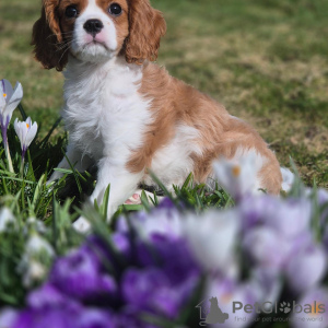 Photo №1. cavalier king charles spaniel - for sale in the city of Randaberg | negotiated | Announcement № 97764