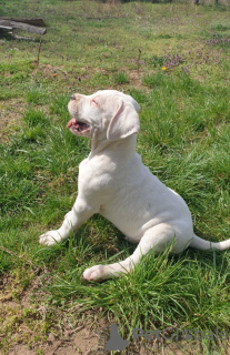 Additional photos: Dogo Argentino puppies