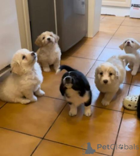 Photo №1. labrador retriever - for sale in the city of Herceg Novi | 392$ | Announcement № 158913