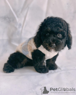 Photo №2 to announcement № 124482 for the sale of poodle (toy) - buy in United States breeder