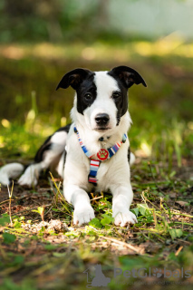 Additional photos: Beautiful puppy Darell is in good hands.