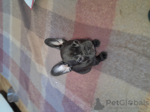 Photo №4. I will sell french bulldog in the city of Перуджа. private announcement - price - 740$