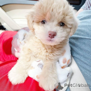 Photo №3. Purebred Cavapoo puppies. Netherlands