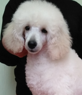 Photo №1. poodle (dwarf) - for sale in the city of Kiev | 1081$ | Announcement № 5823