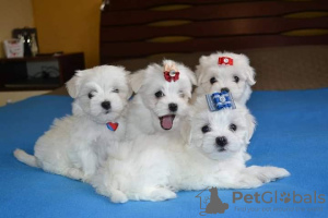 Photo №1. maltese dog - for sale in the city of Oklahoma City | 500$ | Announcement № 37536
