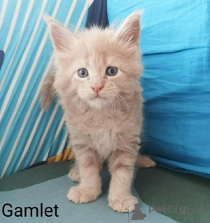 Photo №1. maine coon - for sale in the city of Helsinki | 847$ | Announcement № 147623