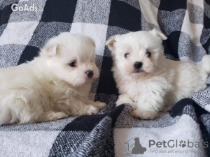 Photo №1. maltese dog - for sale in the city of Berlin | 370$ | Announcement № 107508