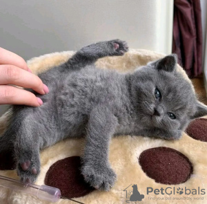 Photo №2 to announcement № 72816 for the sale of british shorthair - buy in Finland private announcement, breeder