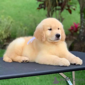 Photo №1. golden retriever - for sale in the city of Амстердам | negotiated | Announcement № 83124