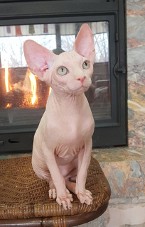 Photo №1. sphynx-katze - for sale in the city of Simferopol | Negotiated | Announcement № 4014