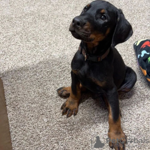 Photo №1. dobermann - for sale in the city of Stockholm | Is free | Announcement № 55675