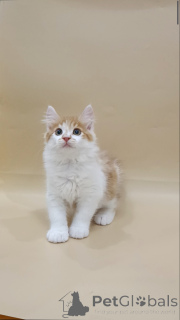 Photo №3. Kittens of the Kuril Bobtail. Poland