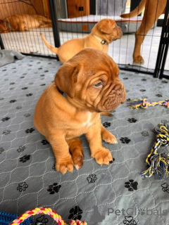 Photo №1. dogue de bordeaux - for sale in the city of Huisseau-Sur-Cosson | Is free | Announcement № 170456