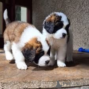 Photo №1. french bulldog - for sale in the city of Feldkirchen in Kärnten | 361$ | Announcement № 170149