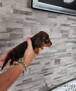 Photo №2 to announcement № 103828 for the sale of dachshund - buy in United States private announcement
