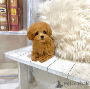 Photo №1. poodle (toy) - for sale in the city of Toronto | 500$ | Announcement № 177679