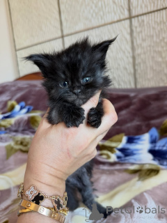 Photo №4. I will sell maine coon in the city of Pécs. private announcement, breeder - price - 361$