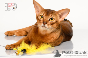 Photo №4. I will sell abyssinian cat in the city of Greer. breeder - price - 2000$