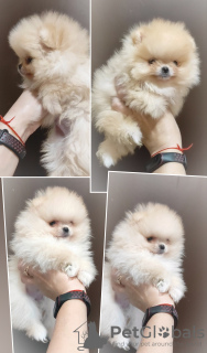 Photo №1. pomeranian - for sale in the city of Minsk | 300$ | Announcement № 119142