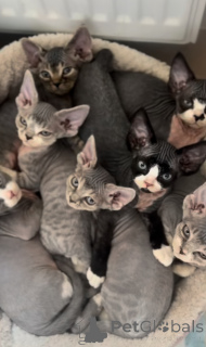 Photo №1. devon rex - for sale in the city of Bidford-on-Avon | 723$ | Announcement № 163022