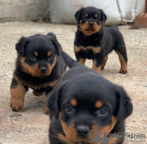 Photo №1. rottweiler - for sale in the city of Paris | negotiated | Announcement № 157232